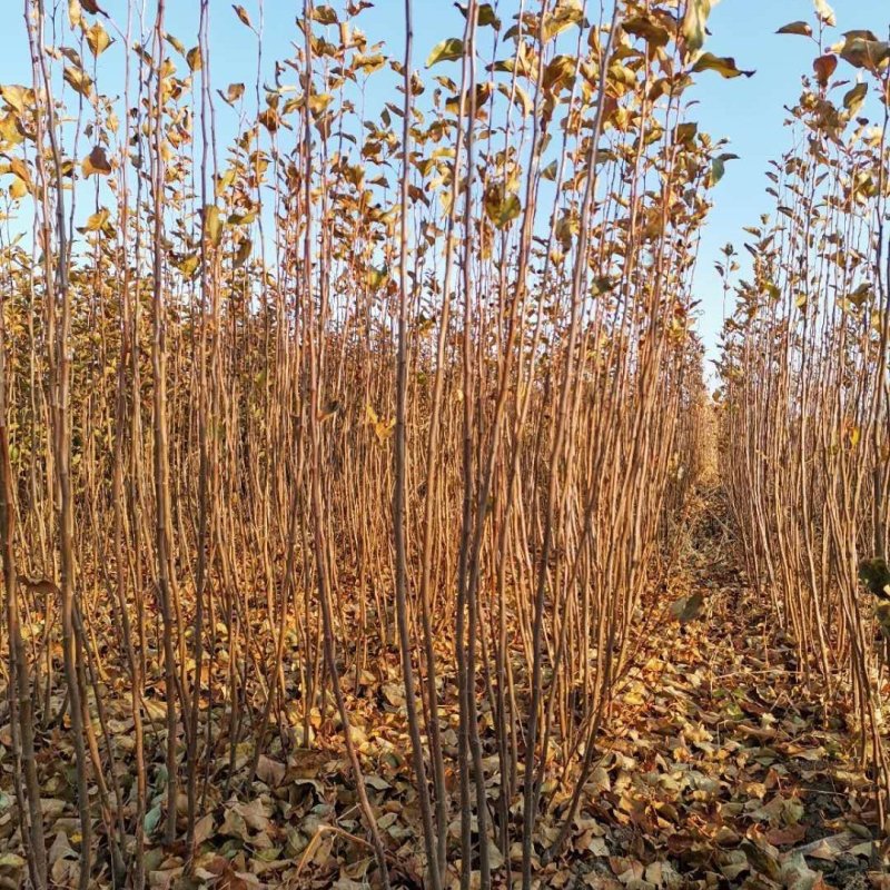 吉林省四平市梨树县挚友果树苗基地直销吉原红苹果苗