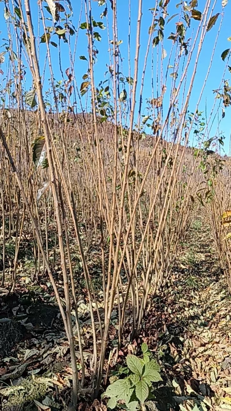 吉林省四平市梨树县挚友果树苗培育基地直销贡李