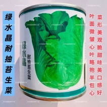 绿水晶耐抽苔生菜种子半直立半包心脆甜味美生菜种子适应性强