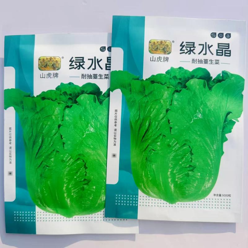 绿水晶耐抽苔生菜种子半直立半包心脆甜味美生菜种子适应性强