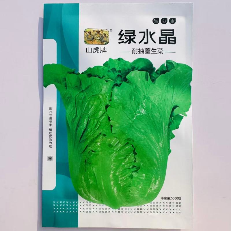 绿水晶耐抽苔生菜种子半直立半包心脆甜味美生菜种子适应性强