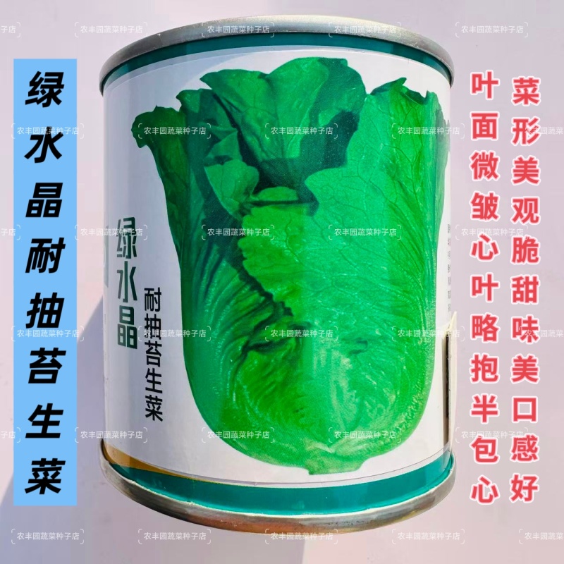绿水晶耐抽苔生菜种子半直立半包心脆甜味美生菜种子适应性强