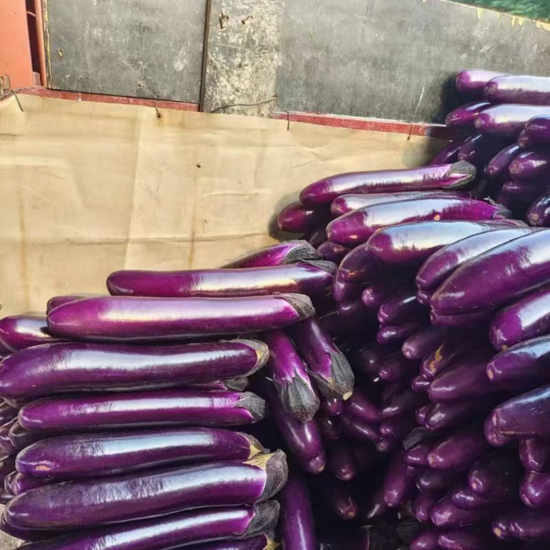 紫长茄精品广茄产地直发货源稳定对接商超市场等
