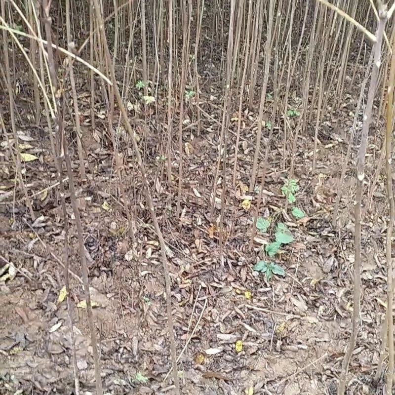 精品椿树苗