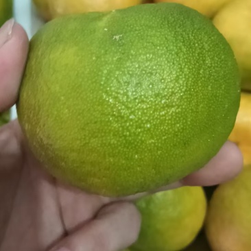 程溪芦柑