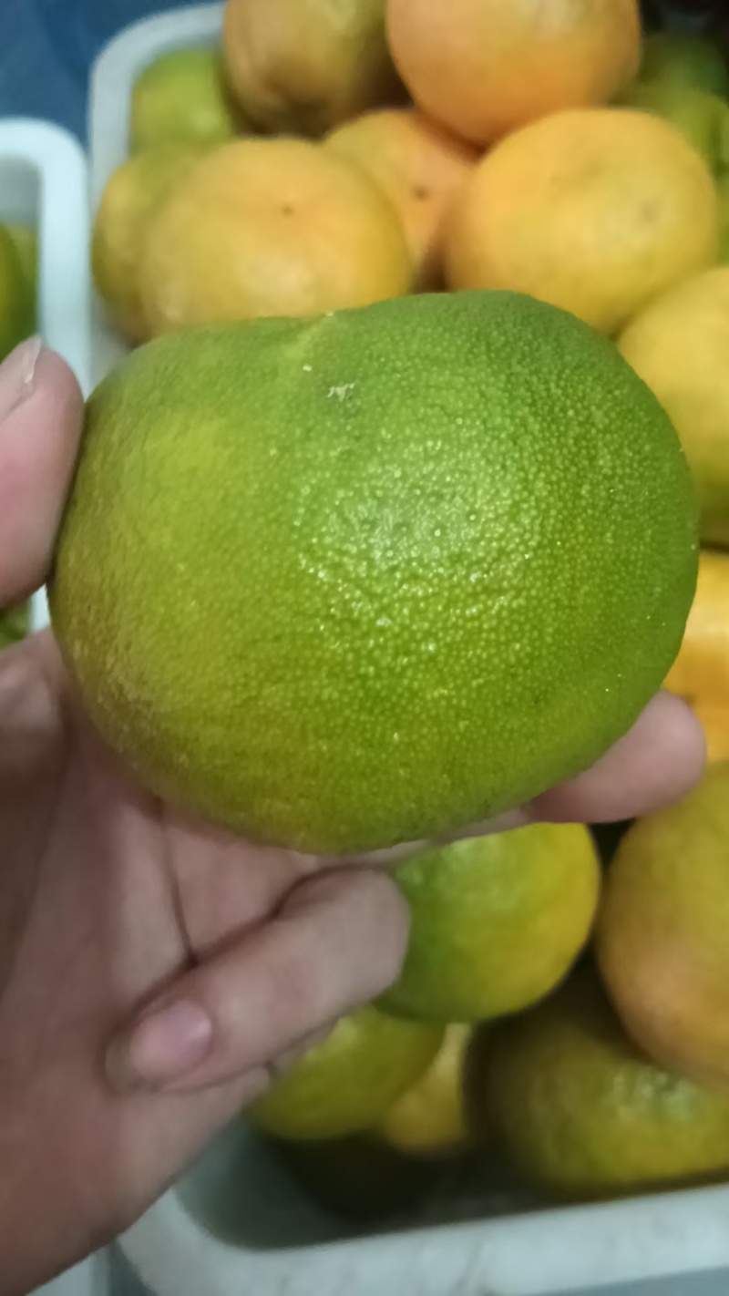 程溪芦柑