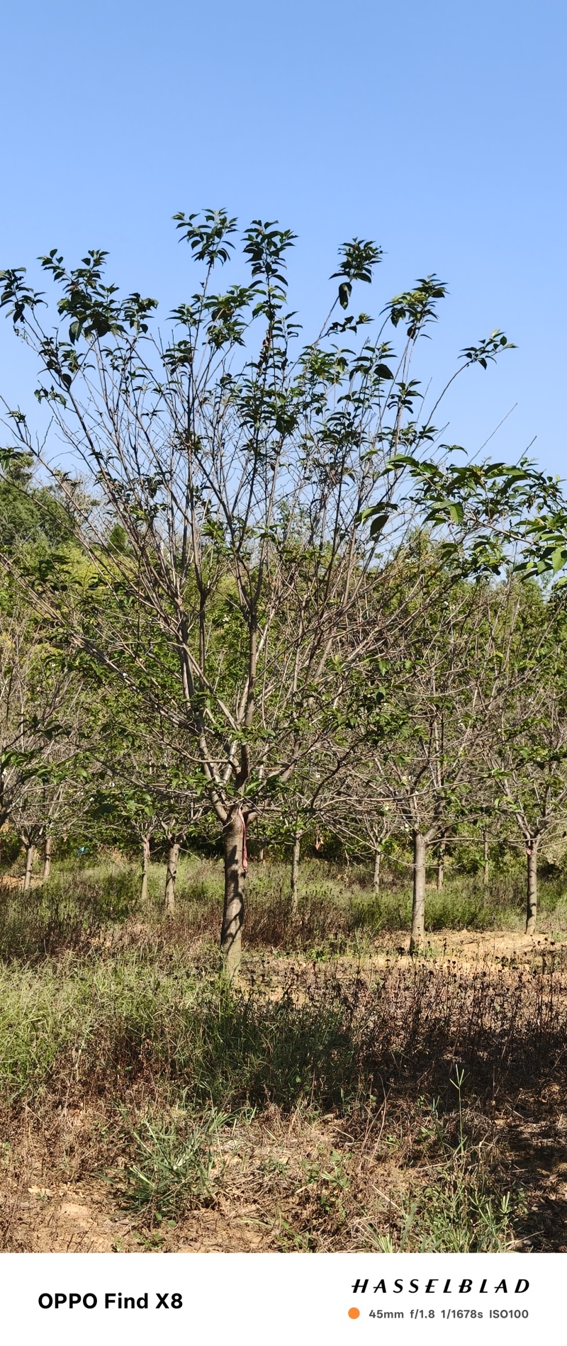 染井吉野(早樱)