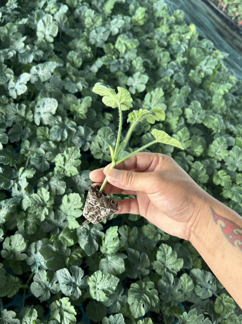 美都西瓜苗南瓜嫁接苗西瓜苗自根苗