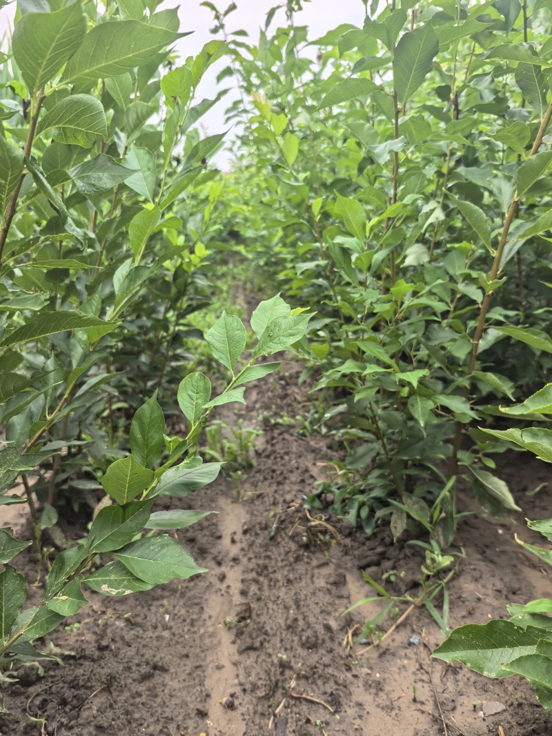 吉林省四平市梨树县挚友果树苗产地直销吉中大李子苗