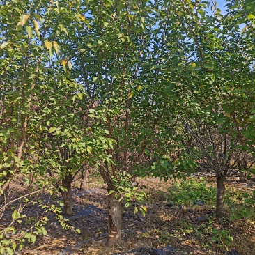 苗圃大量出售15公分宫粉梅