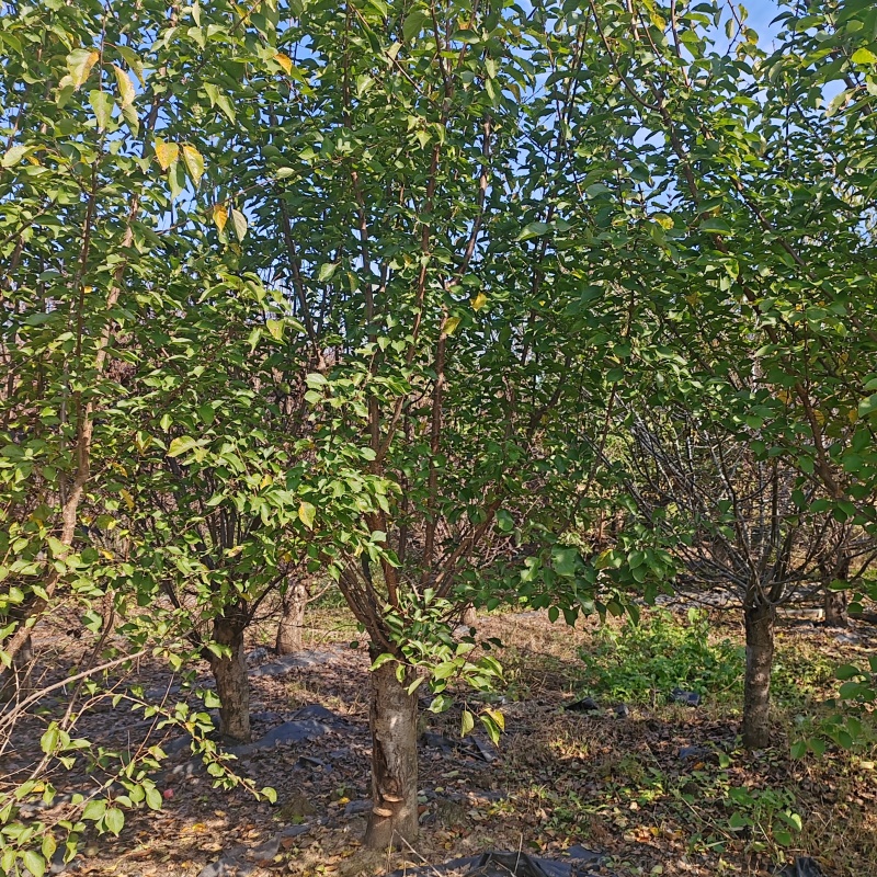 苗圃大量出售15公分宫粉梅