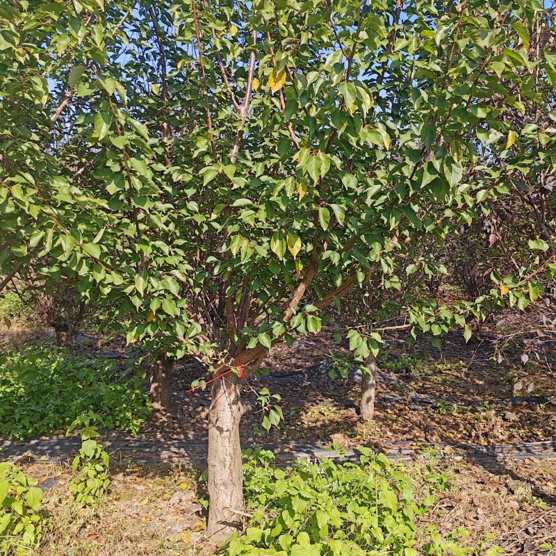 苗圃大量出售15公分宫粉梅