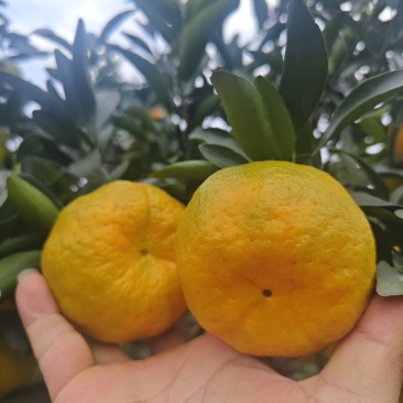 碰柑