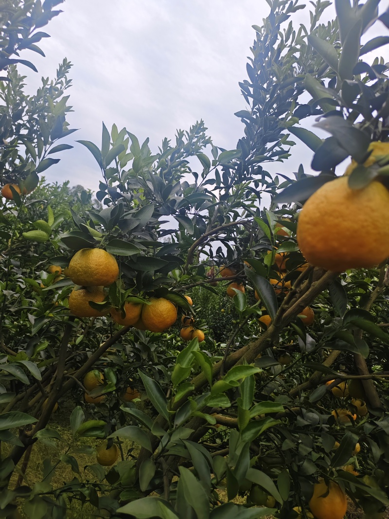 碰柑