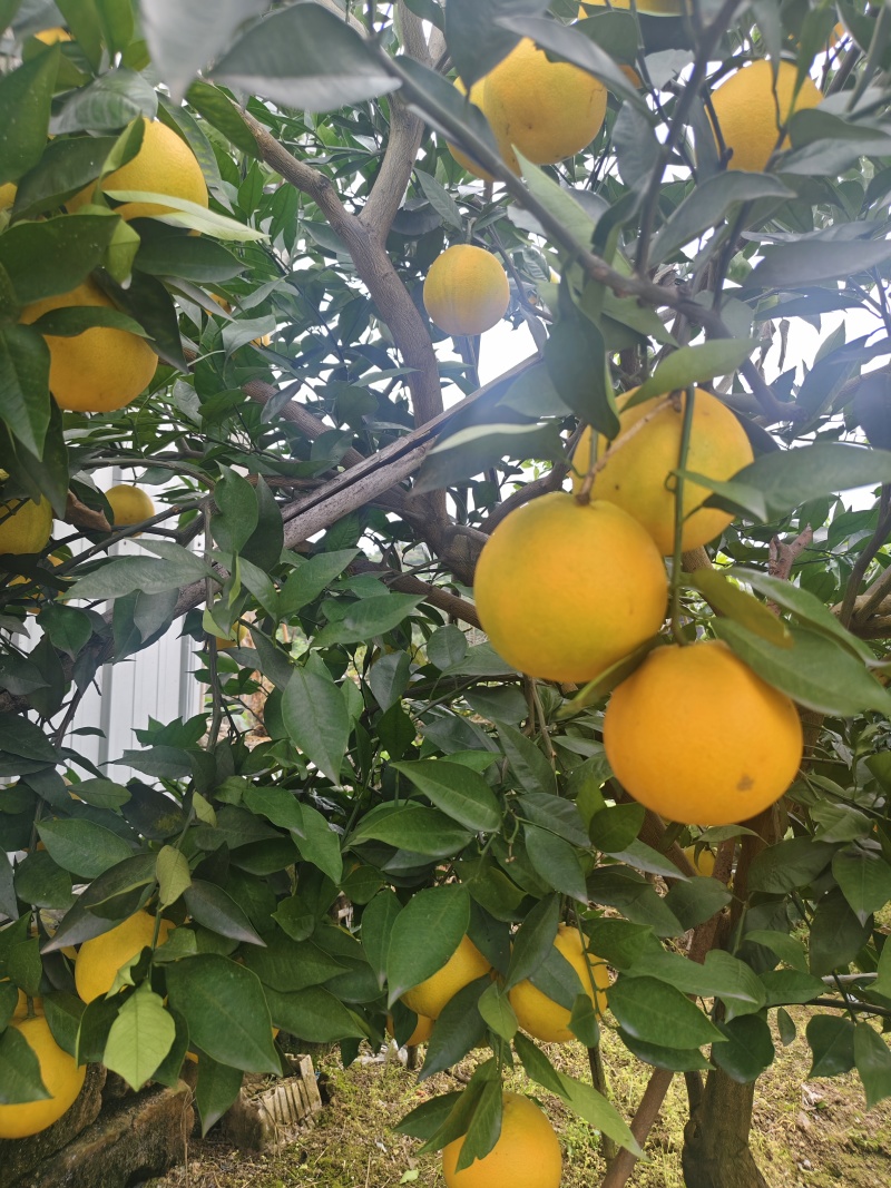 4号血橙