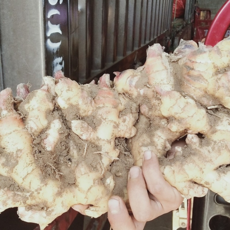 中黄姜
