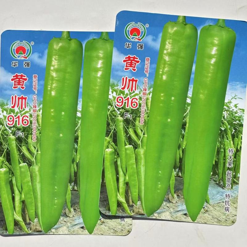 黄帅916辣椒种子中早熟大果型果皮黄绿色辣椒种子辣味浓郁