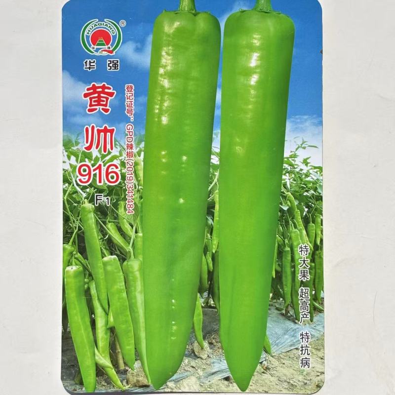 黄帅916辣椒种子中早熟大果型果皮黄绿色辣椒种子辣味浓郁