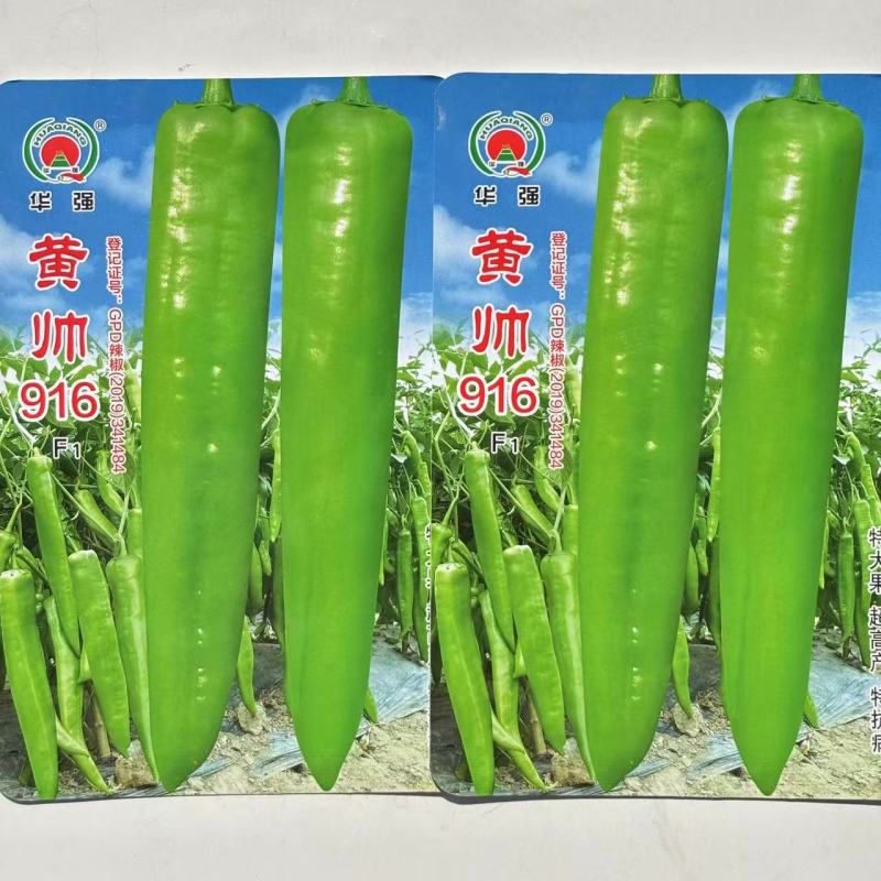 黄帅916辣椒种子中早熟大果型果皮黄绿色辣椒种子辣味浓郁