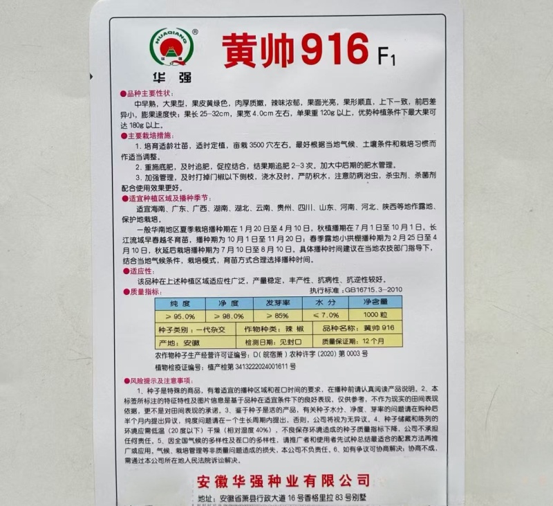 黄帅916辣椒种子中早熟大果型果皮黄绿色辣椒种子辣味浓郁
