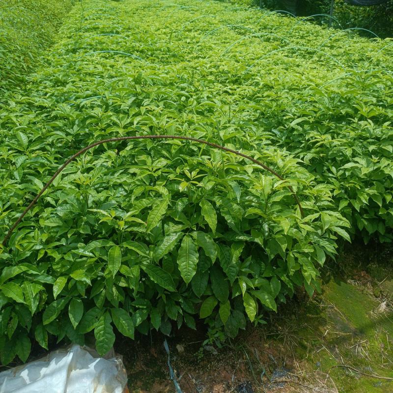 优质三叉苦种苗，一手货源品质保证，量大从优
