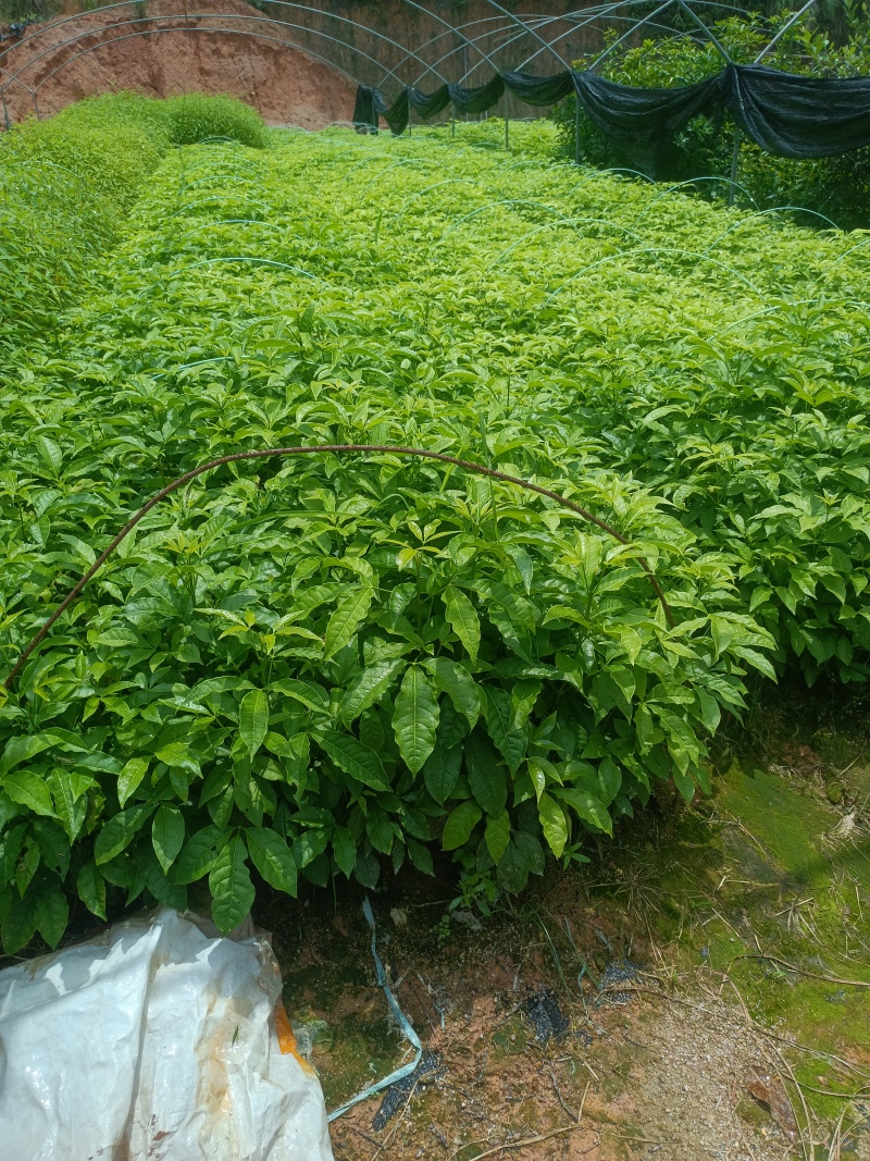 优质三叉苦种苗，一手货源品质保证，量大从优