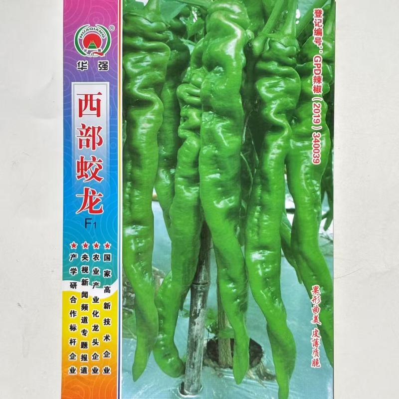 西部蛟龙螺丝椒种子中早熟长羊角形果色翠绿果型旋美皮薄质脆