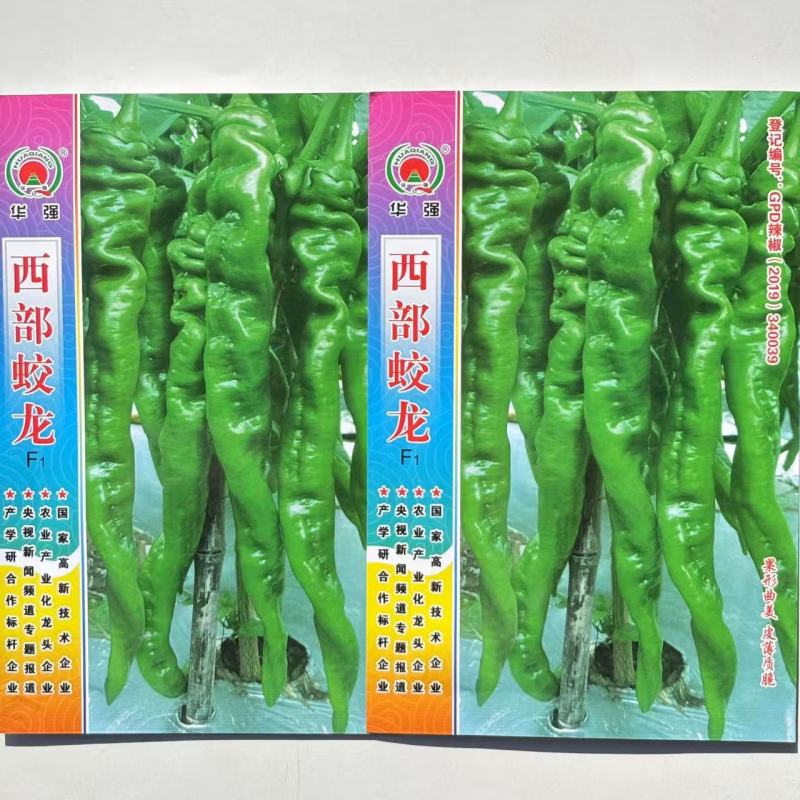 西部蛟龙螺丝椒种子中早熟长羊角形果色翠绿果型旋美皮薄质脆