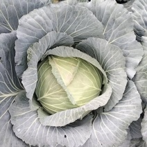 莲花白