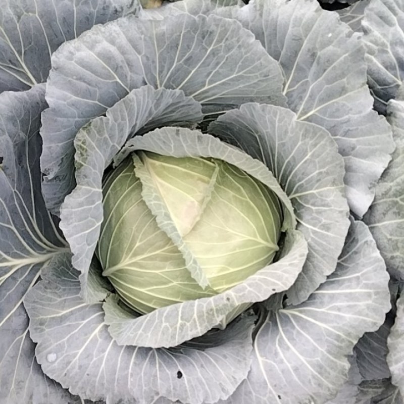 莲花白