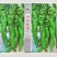 西部旋风螺丝椒种子中早熟果色翠绿色果形曲美长羊角形皮薄质