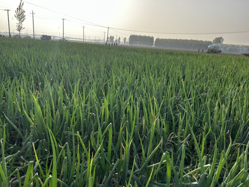 鸡腿大葱
