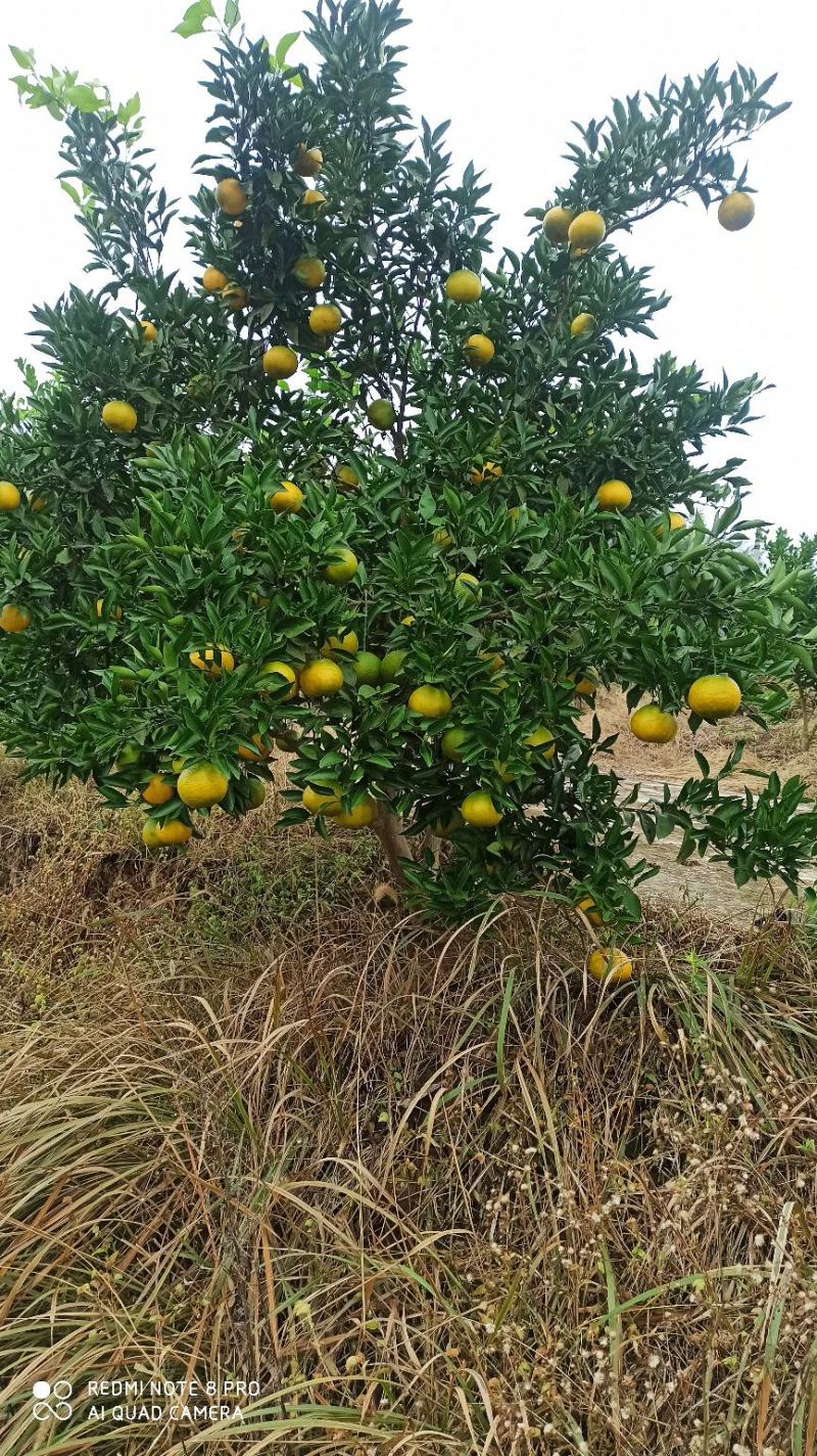 柑橘