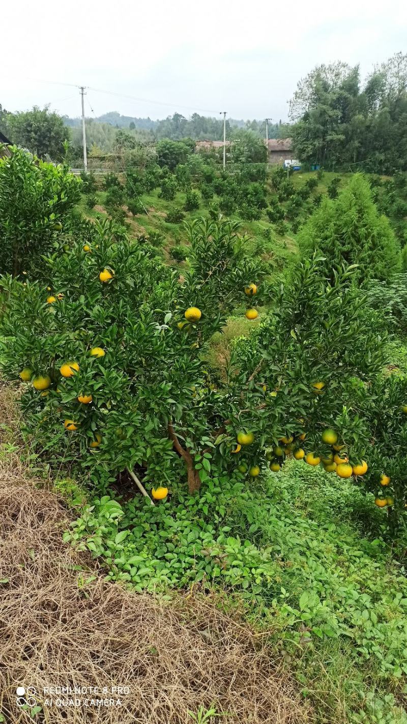 柑橘