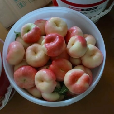 蟠桃油桃黄桃