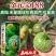 金元宝188西葫芦种子新高档圆形西葫芦种籽早熟圆球形小瓜