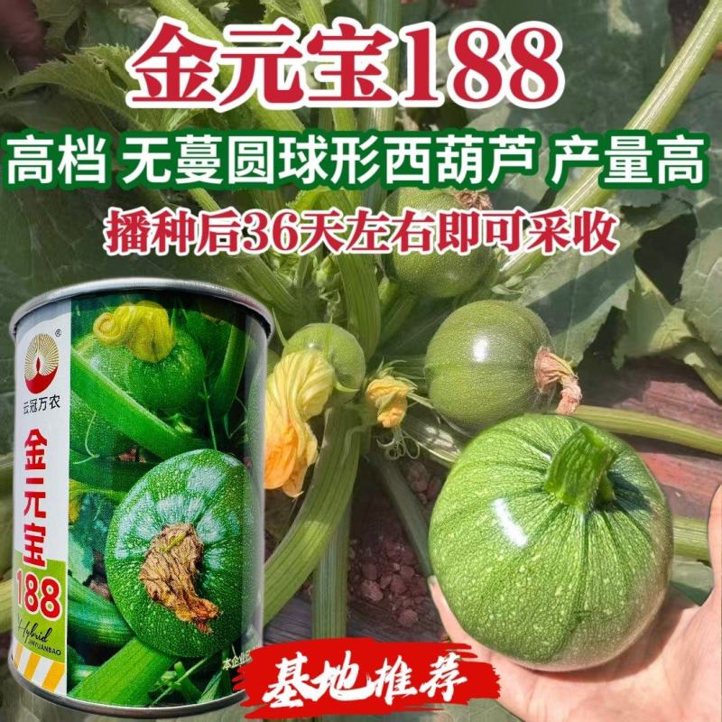 金元宝188西葫芦种子新高档圆形西葫芦种籽早熟圆球形小瓜