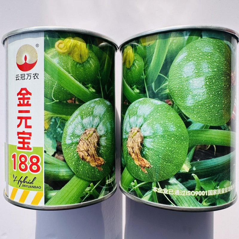 金元宝188西葫芦种子新高档圆形西葫芦种籽早熟圆球形小瓜