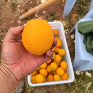 江西赣南脐橙产地一手货源量大价优保质保量欢迎随时电话联系