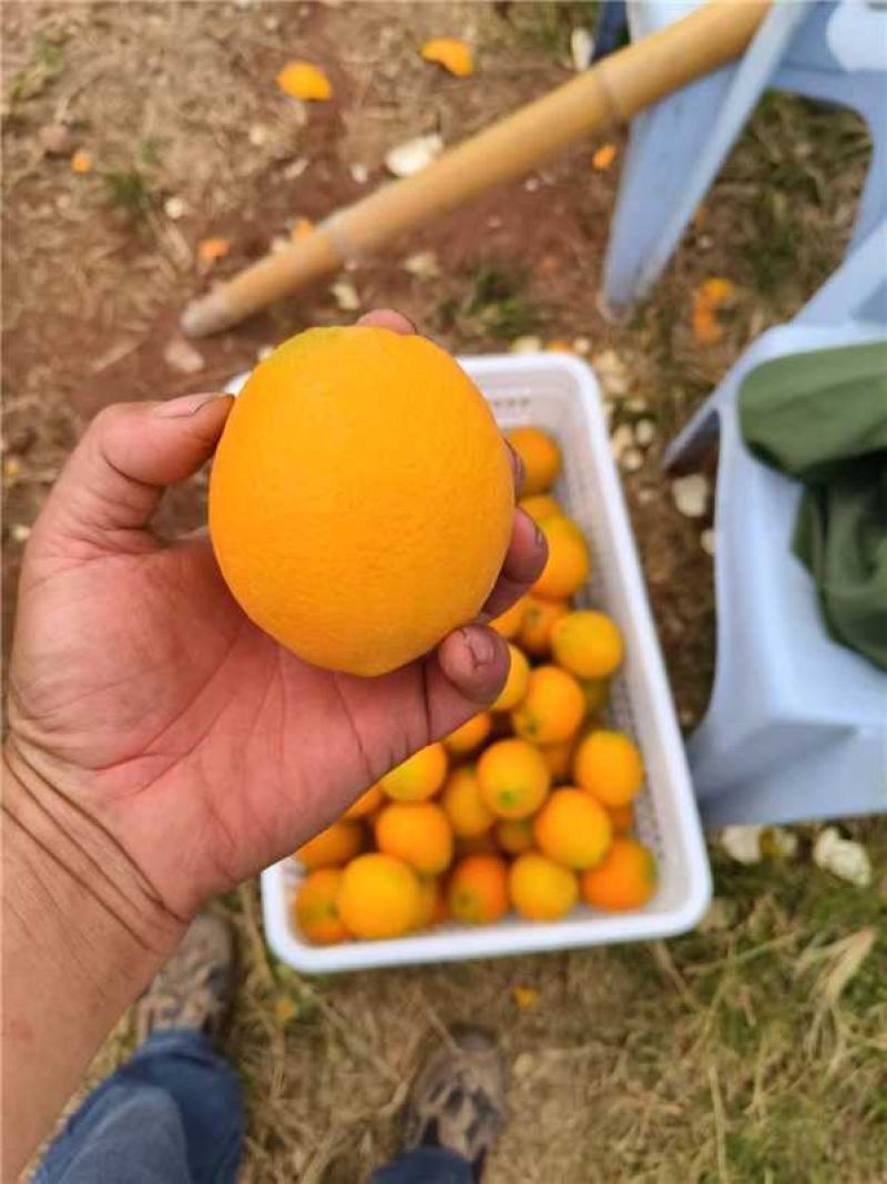 江西赣南脐橙产地一手货源量大价优保质保量欢迎随时电话联系