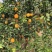 江西赣南脐橙产地一手货源量大价优保质保量欢迎随时电话联系