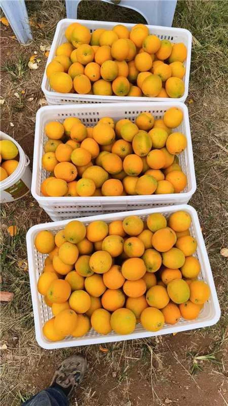 江西赣南脐橙产地一手货源量大价优保质保量欢迎随时电话联系