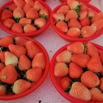 中牟红颜草莓自产自销价格合理，对接超市，电商，批发平台