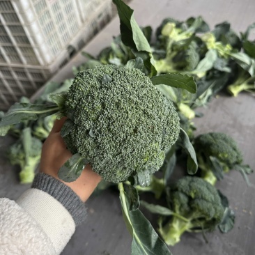 西兰花西兰花批发耐寒优秀西兰花