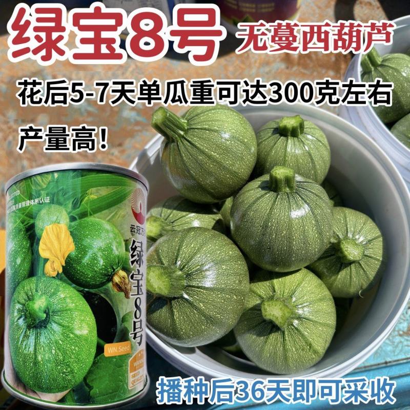 绿宝8号西葫芦种子圆宝小瓜种子早熟高产油亮圆球形西葫芦种
