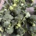 西兰花西兰花批发耐寒优秀西兰花