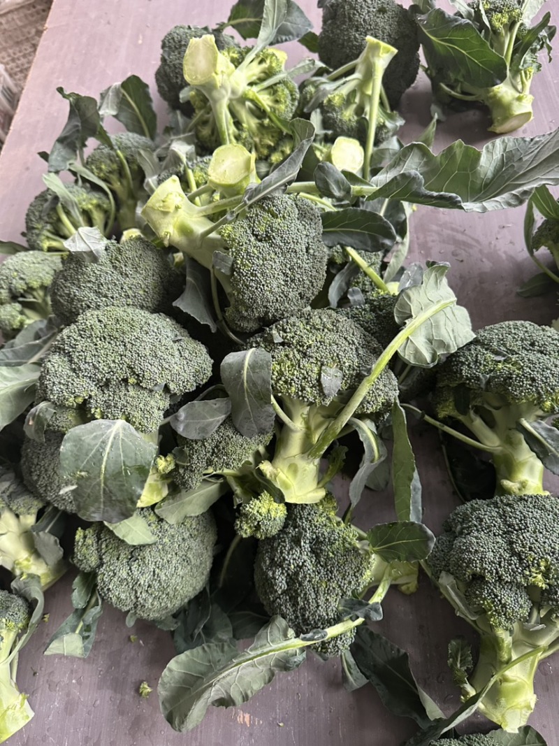 西兰花西兰花批发耐寒优秀西兰花