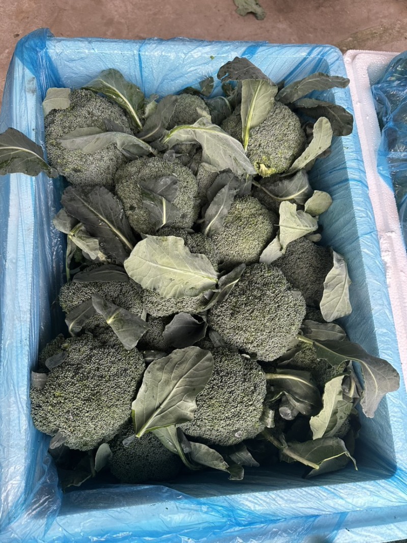 西兰花西兰花批发耐寒优秀西兰花