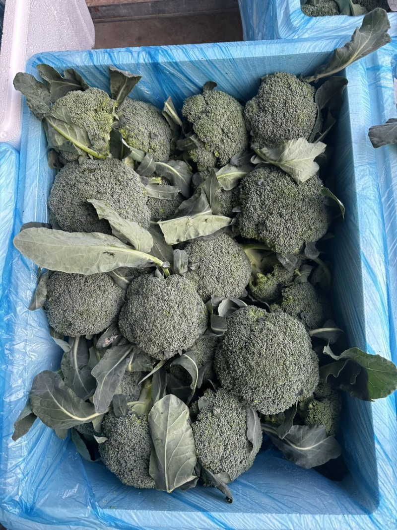 西兰花西兰花批发耐寒优秀西兰花