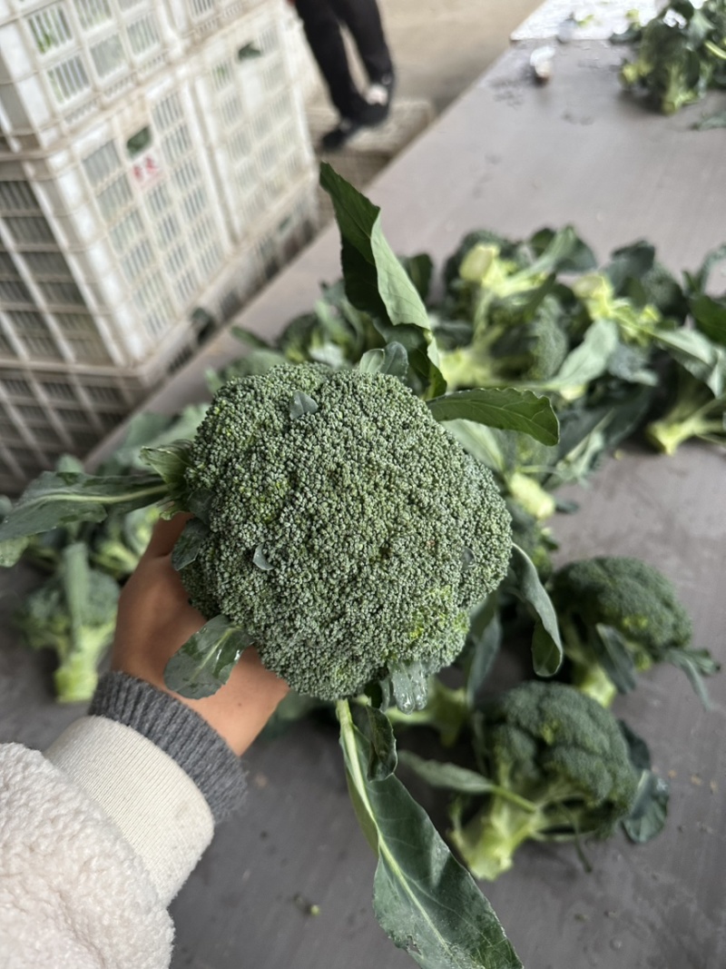 西兰花西兰花批发耐寒优秀西兰花